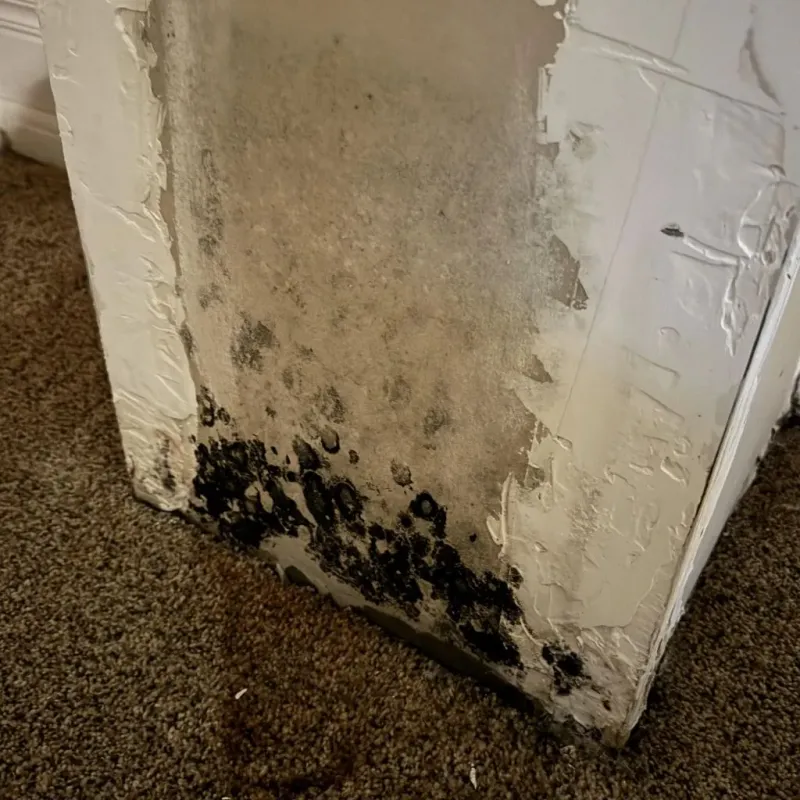 Professional Mold Removal in Prescott, AR